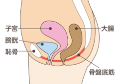 骨盤底筋群が衰えると